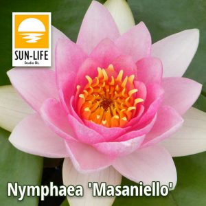 Nymphaea Masaniello
