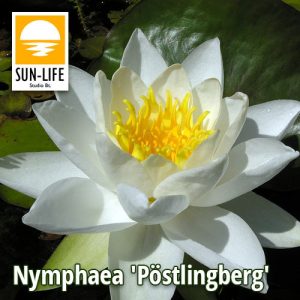 Nymphaea Pöstlingberg