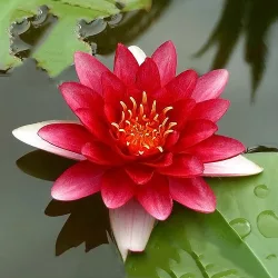 Nymphaea Attraction ( 203 ) Piros