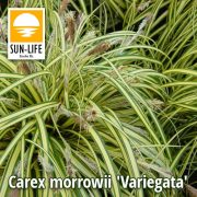 Carex morrowii Variegata / Törpe sás csíkos (41)