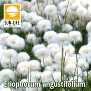 Eriophorum angustifolium / Keskenylevelű gyapjúsás ( )