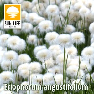 Eriophorum angustifolium / Keskenylevelű gyapjúsás ( )