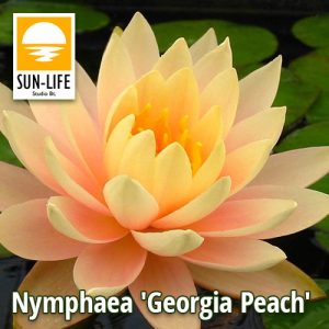 Nymphaea Georgia Peach