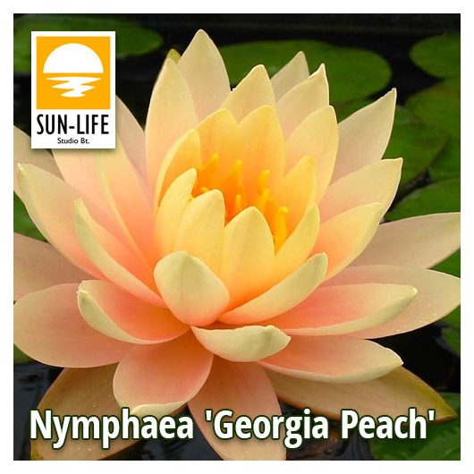 Nymphaea Georgia Peach