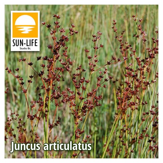 Juncus articulatus / Fülemileszittyó