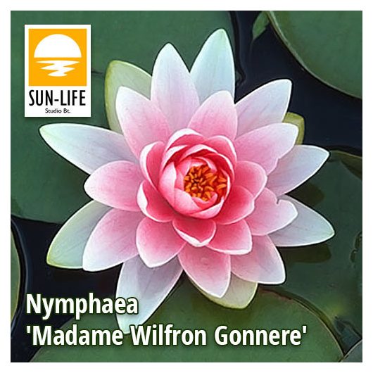 Nymphaea madame wilfron gonnere ( MAD  MWG)