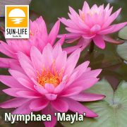 Nymphaea Mayla