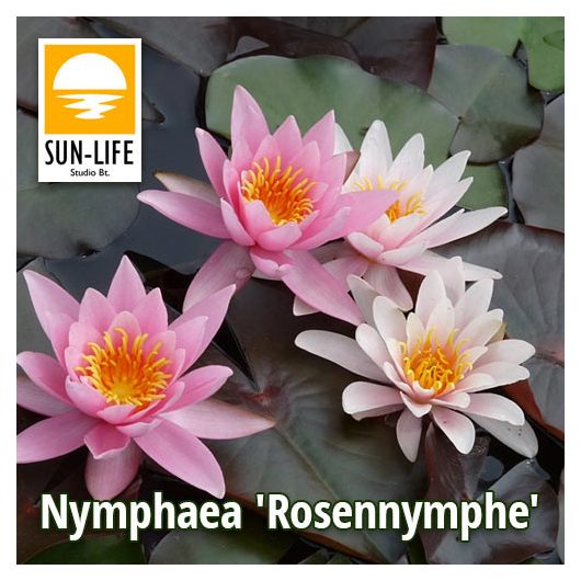 Nymphaea Rosennymphe