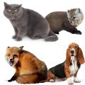 Kutya, macska, róka, nyest elleni védekezés