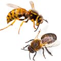 Darázs, méh elleni védekezés